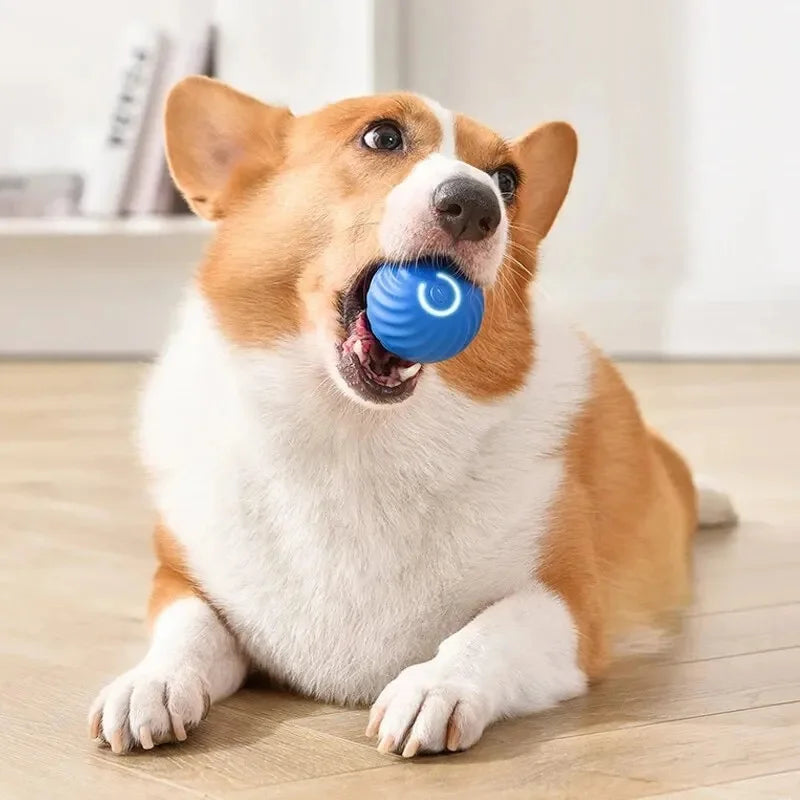 🎾🐶 Balle interactive intelligente pour animaux de compagnie – Un plaisir sans fin pour votre chien ou votre chat ! 🐾 